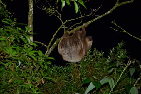 Tree Top Climbing Night Tour Costa Rica